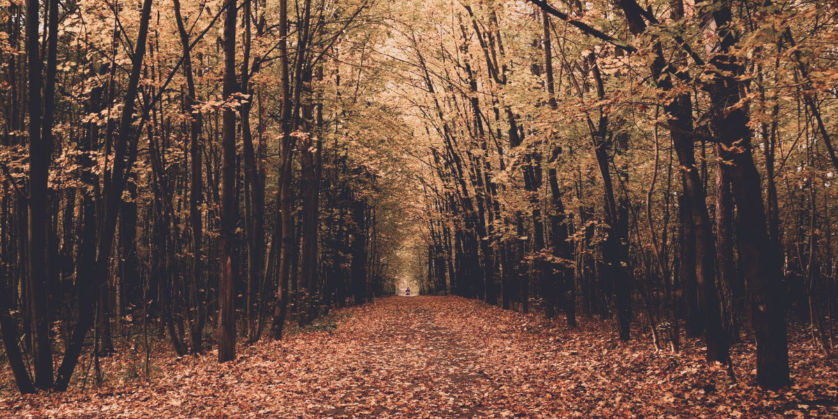 Picture of wooded area with fallen brown leaves
