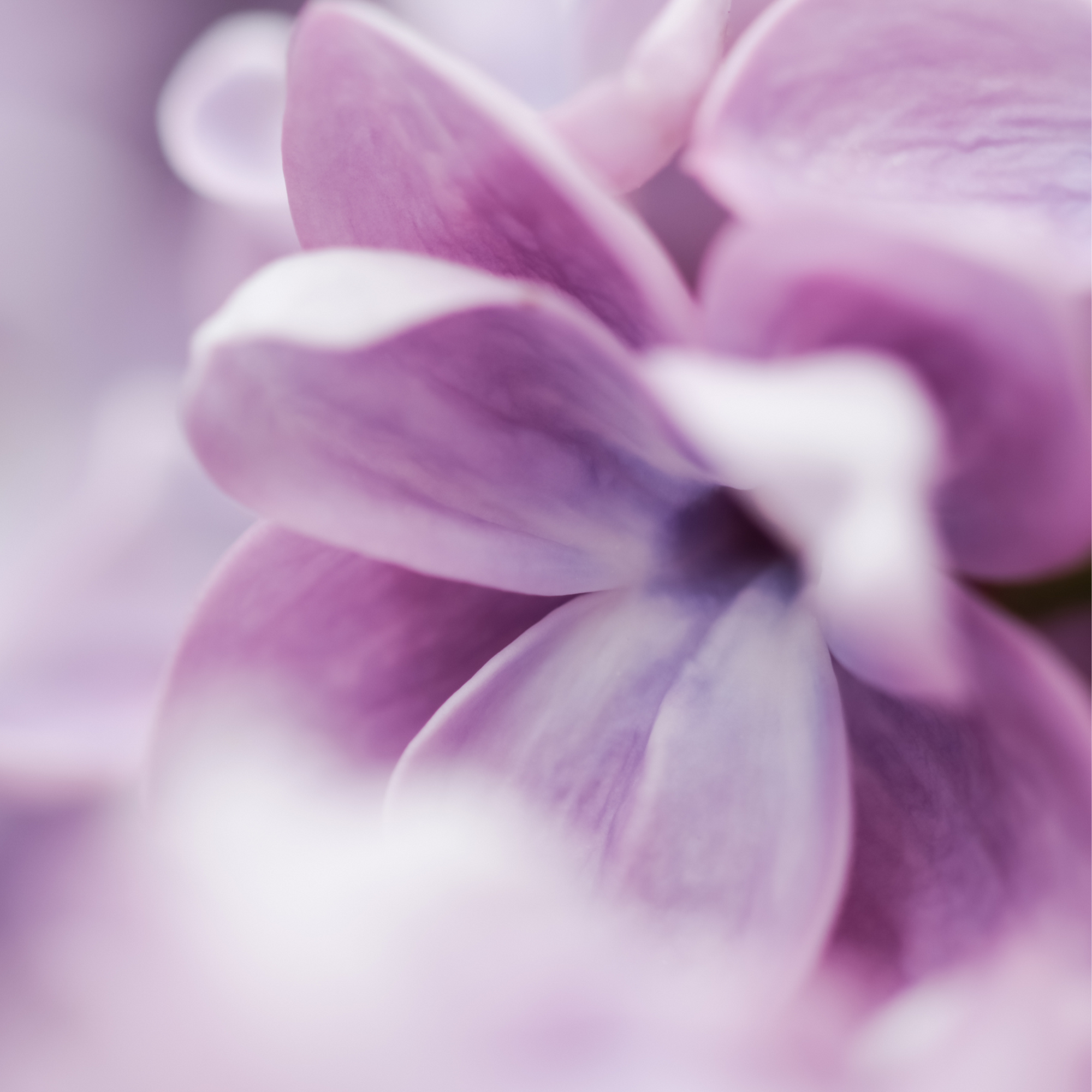 A Floral Affair