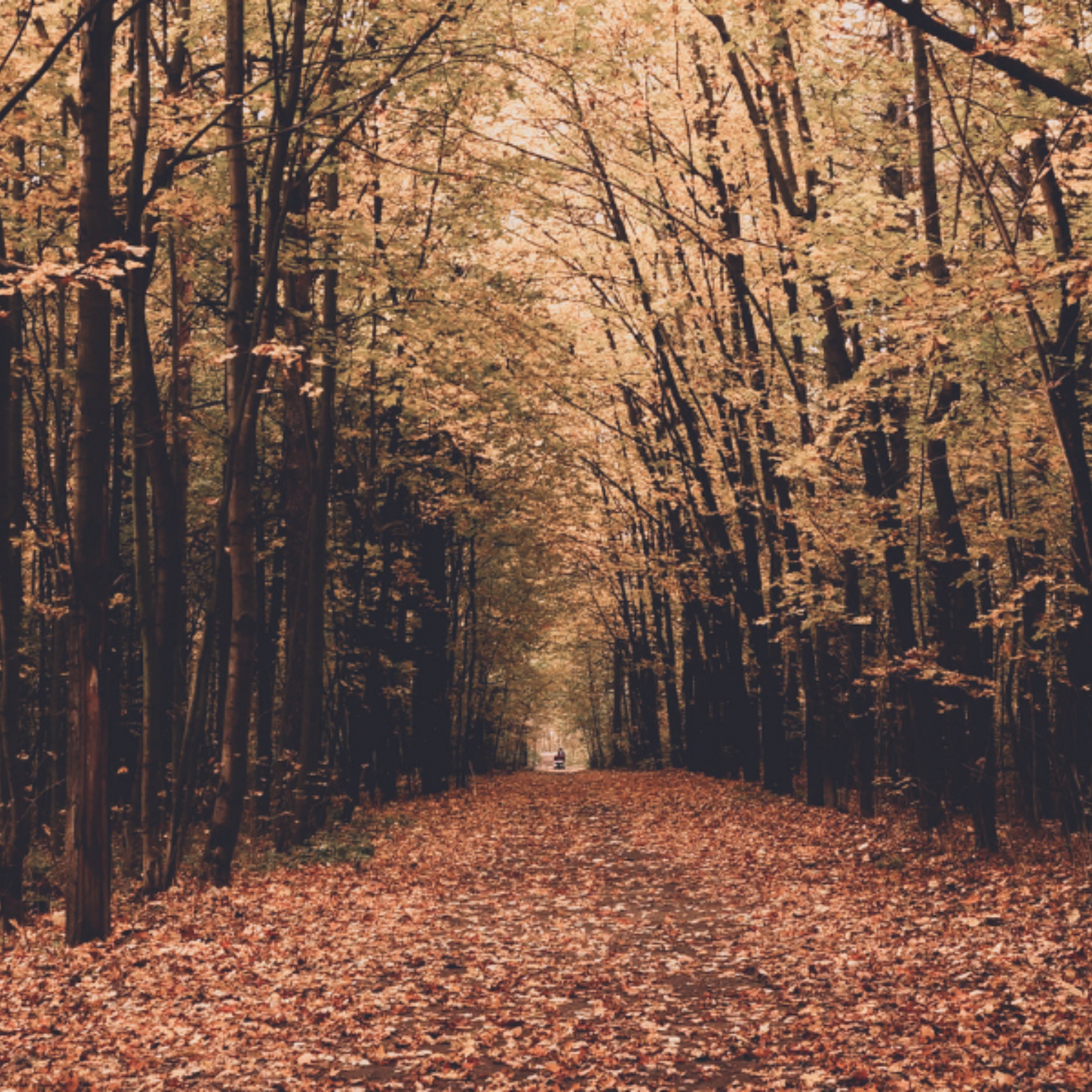 Trees with brown fall leaves